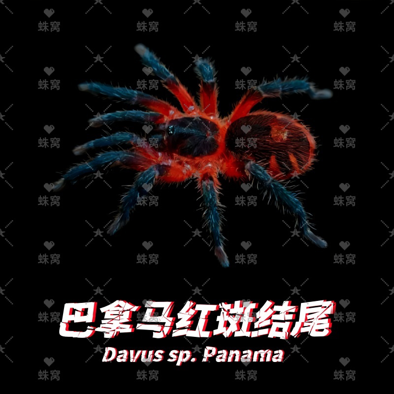 巴拿马红斑结尾6-7厘米宠物蜘蛛活蛛入门学生党异宠入门新奇礼物