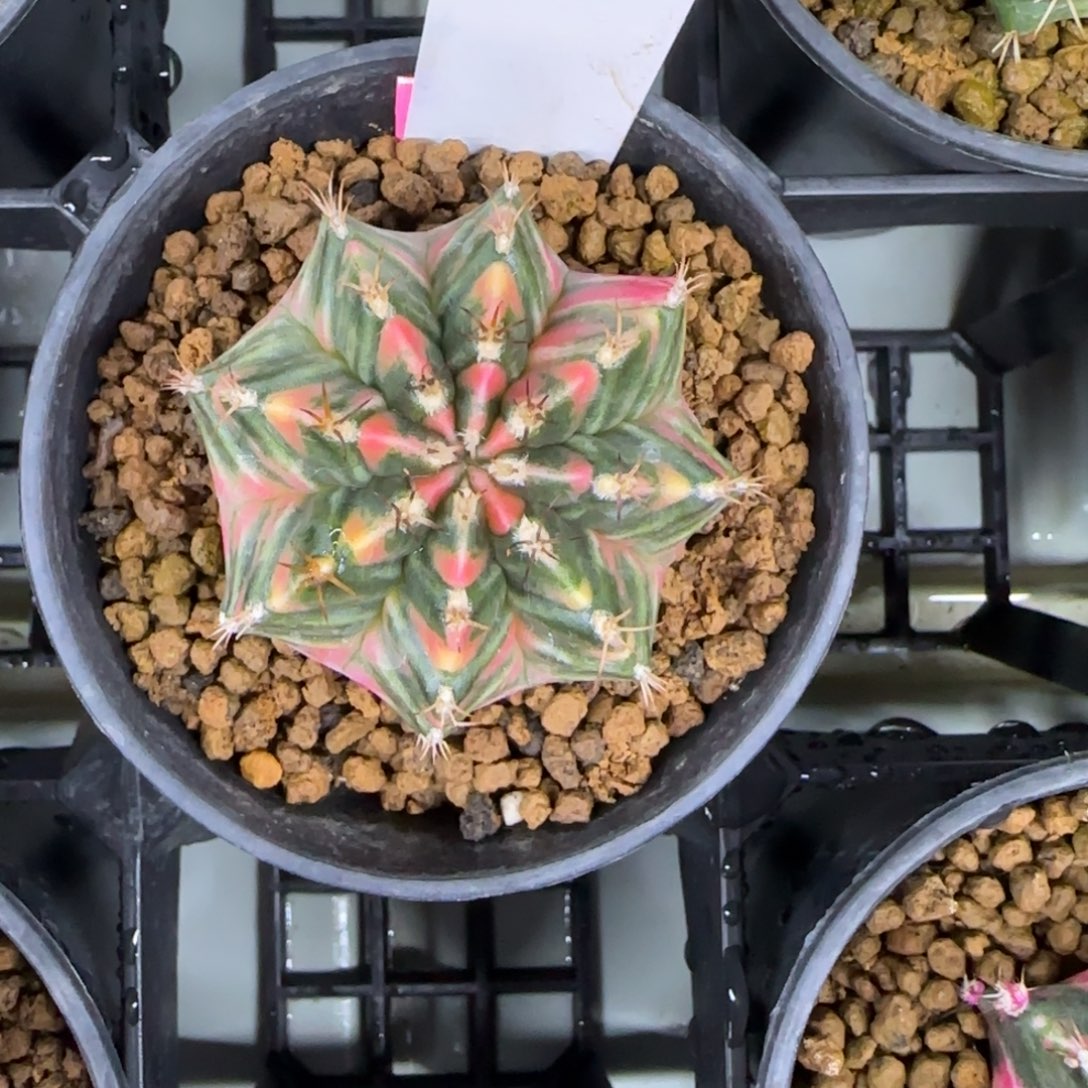 38-0212棕榈树脱土发多肉