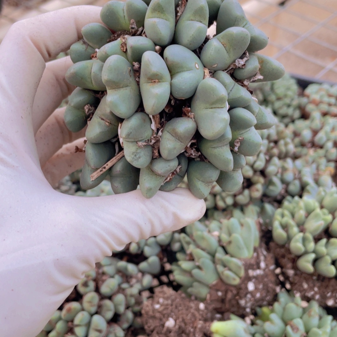 一颗母本少将8888888888