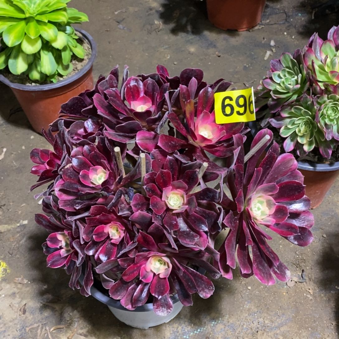 美杜莎从林多肉法师696