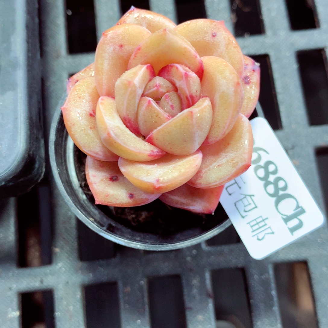 5厘米盆精控多肉2688