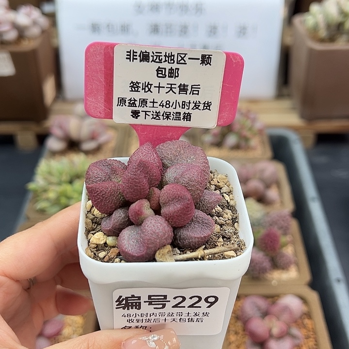 229水蜜桃多肉植物