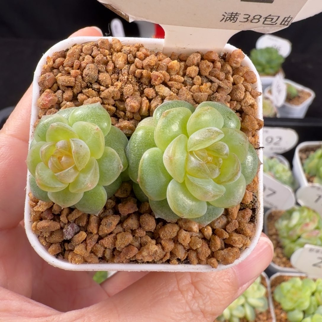 舒月双头202号一颗