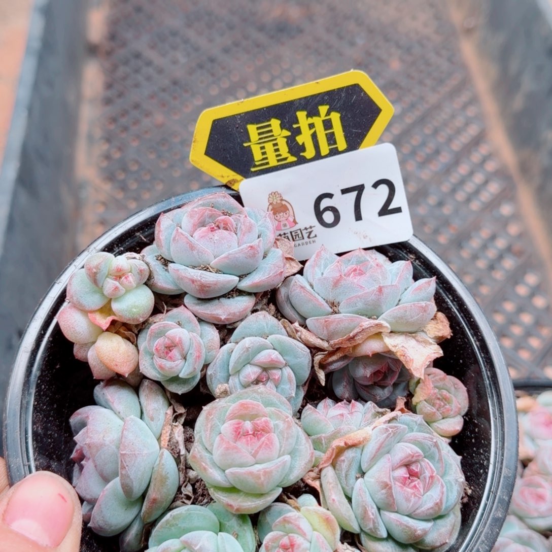 多肉植物多肉植物