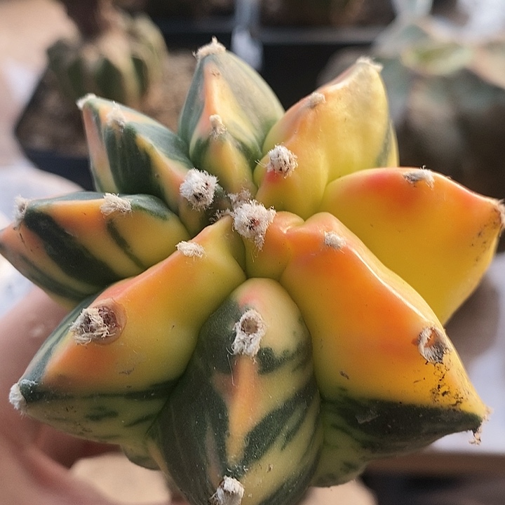 三角接虎斑拉丝散斑鸾锦191