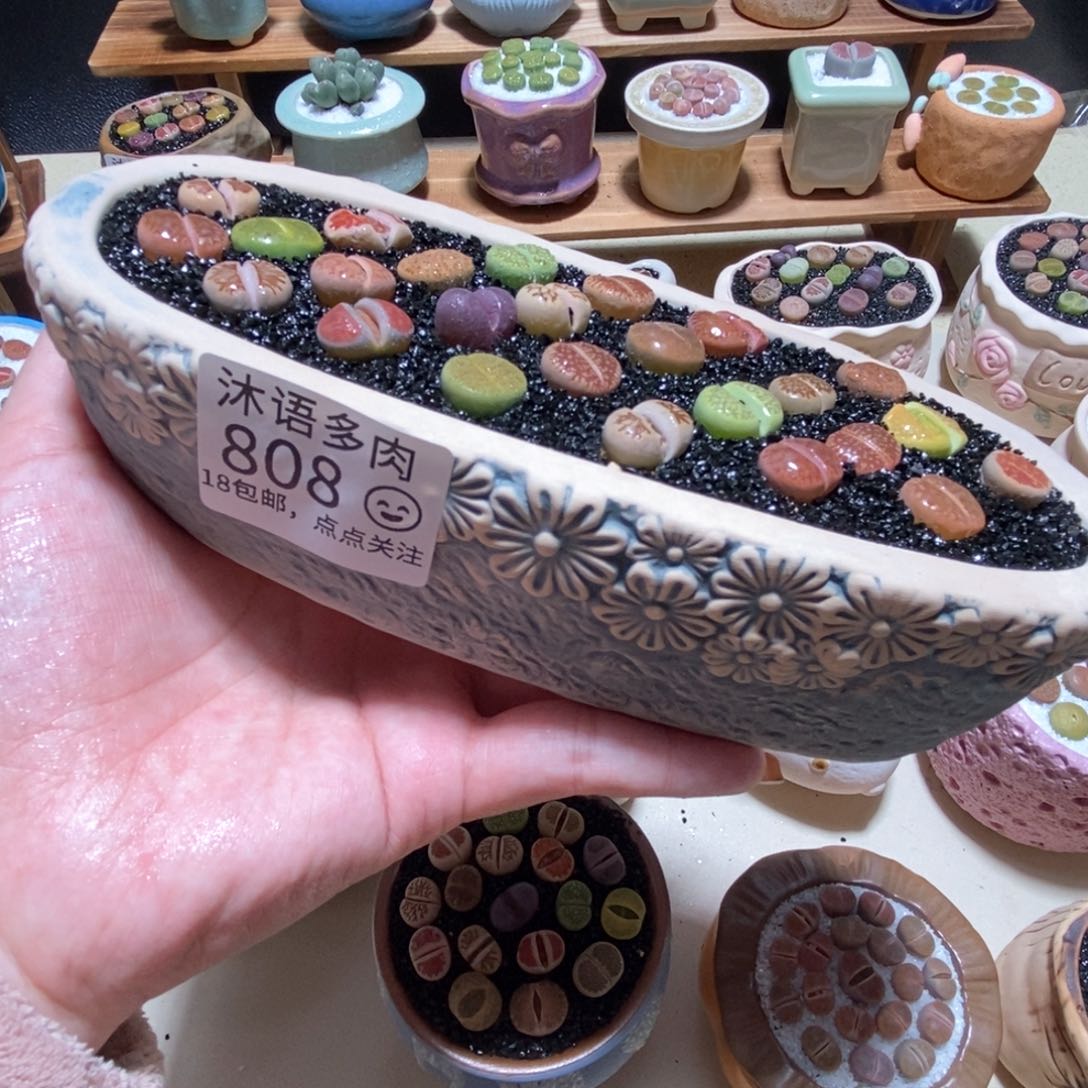 所见即所得 一物一拍808