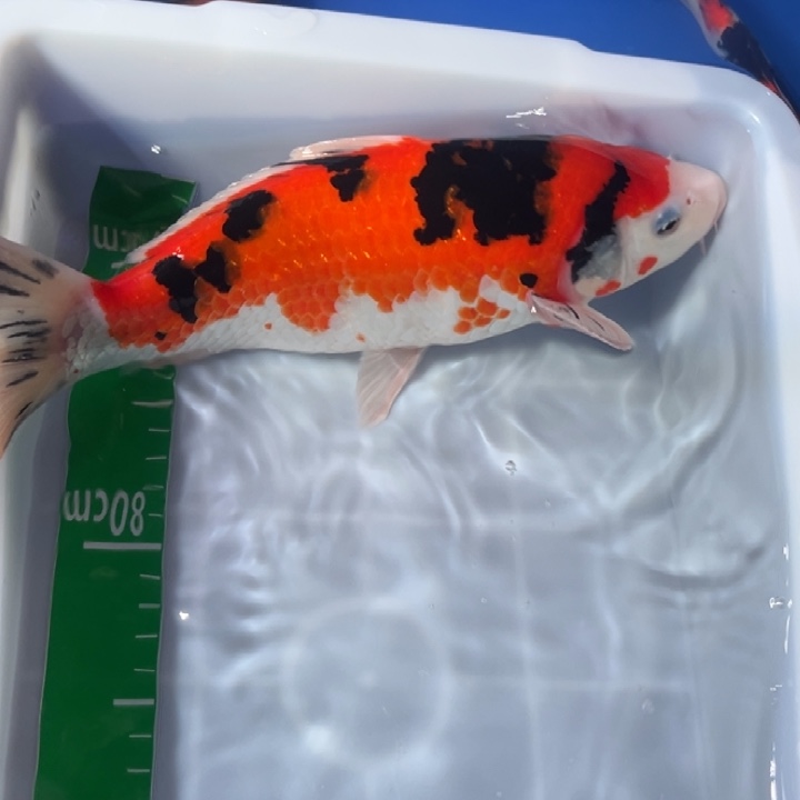 锦鲤锦鲤红白三色