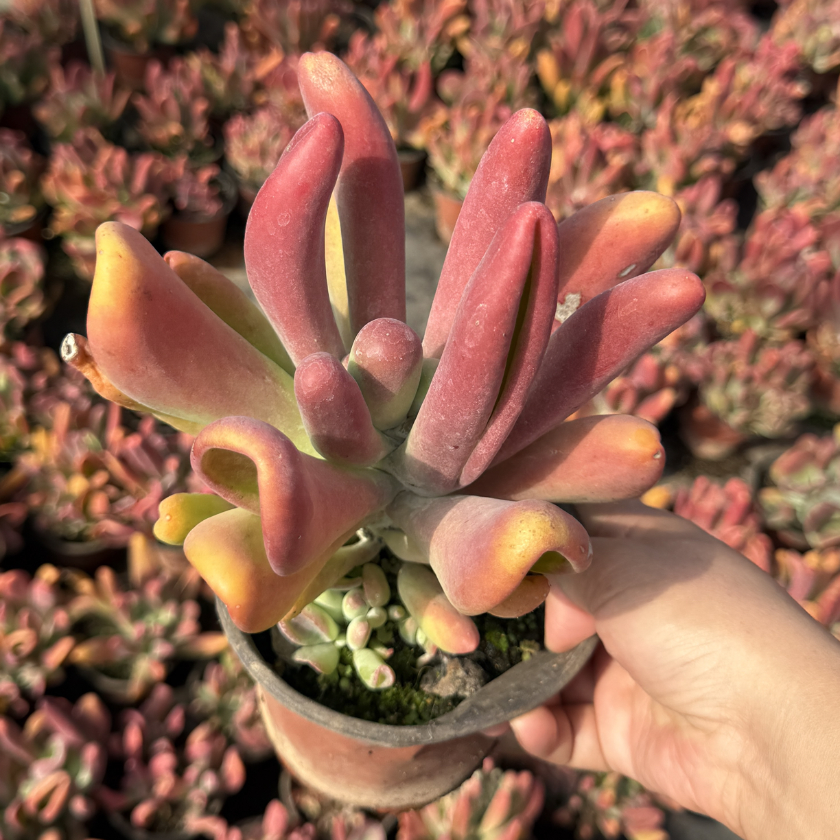火狐狸多肉植物整装老桩多肉盆景好养耐旱室内阳台花卉绿植