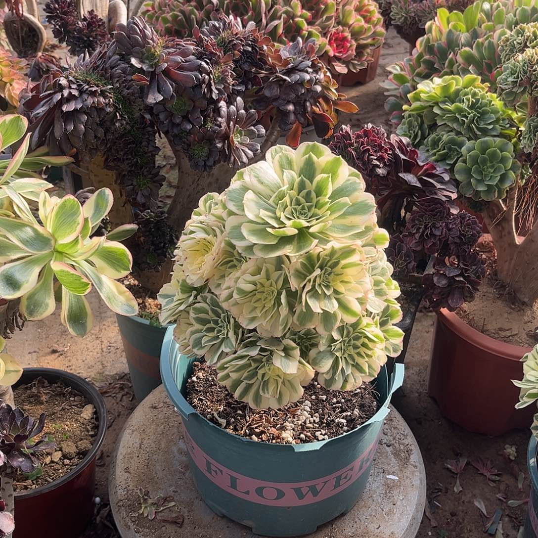 6迈巴赫法师多肉植物