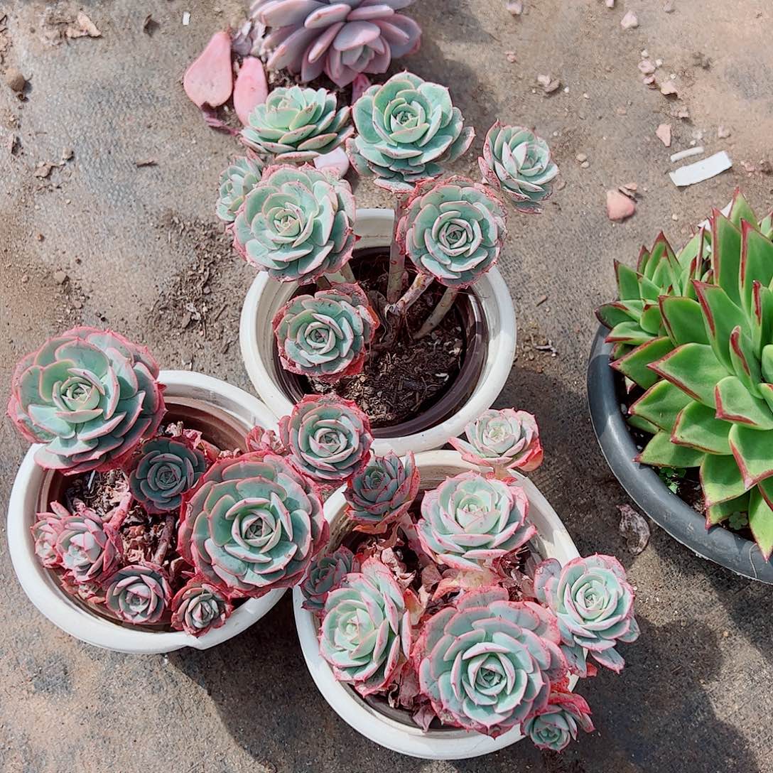 克罗地亚玫瑰多头群生两盆