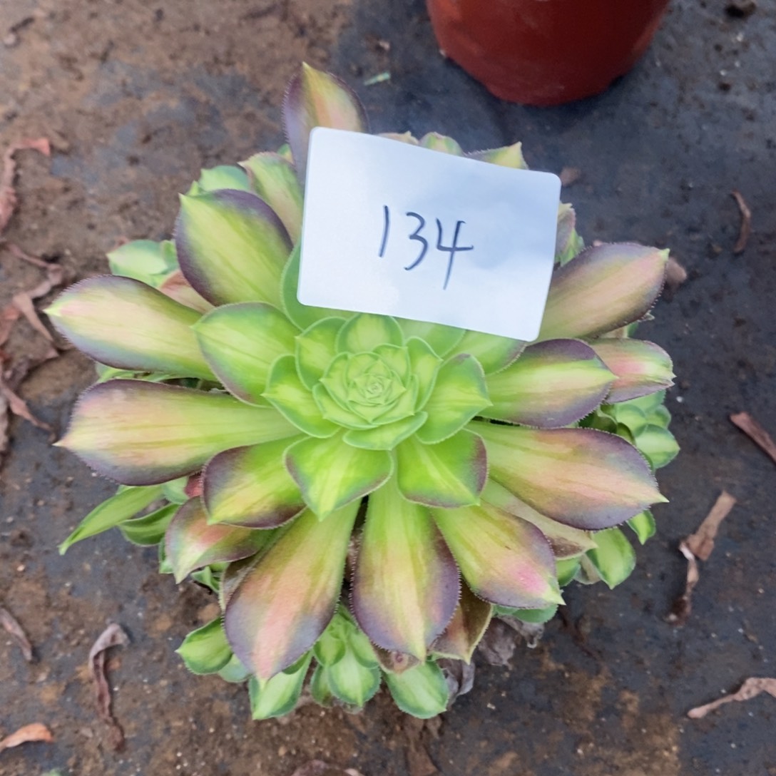134韶华多肉植物