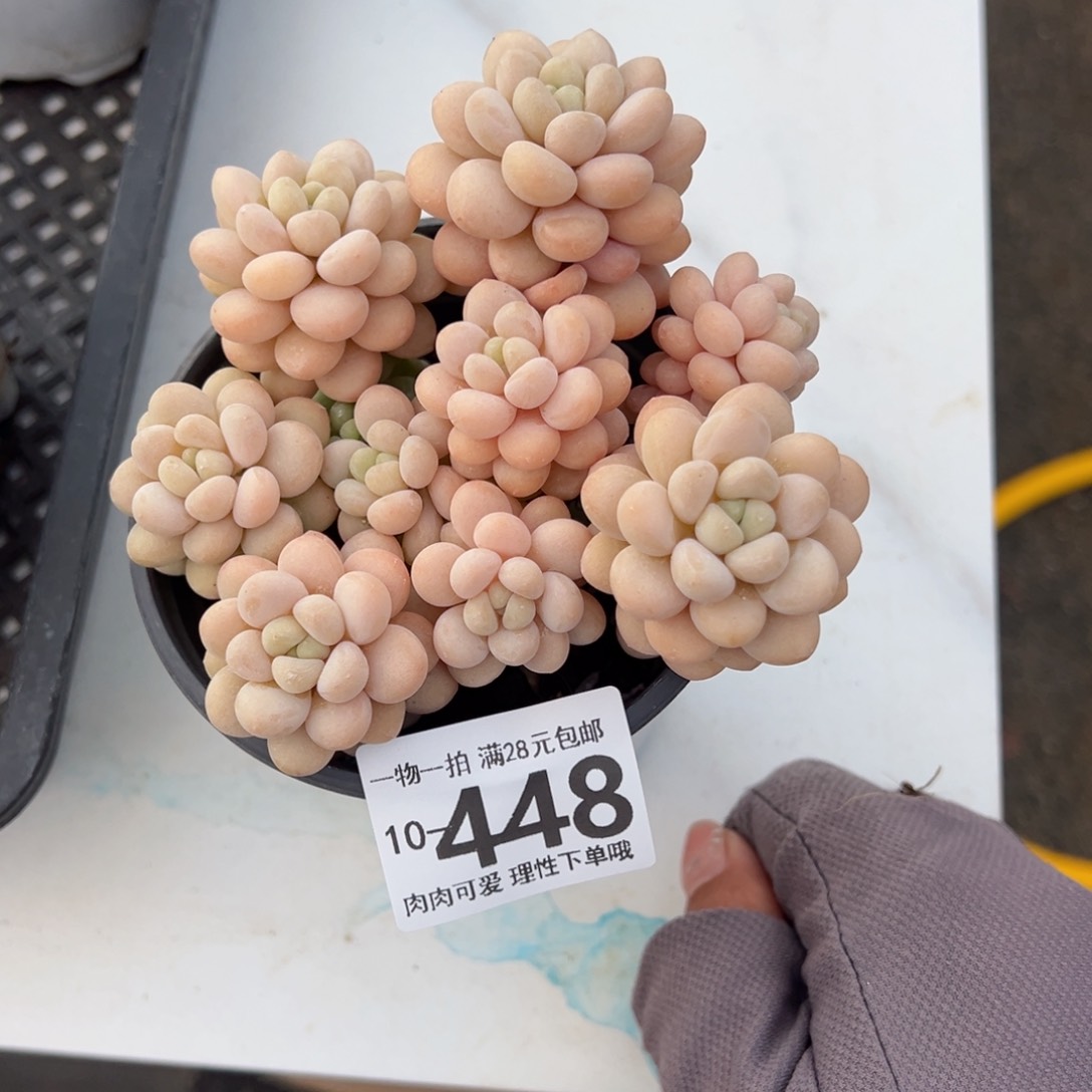 洛可可多肉多肉多肉多肉