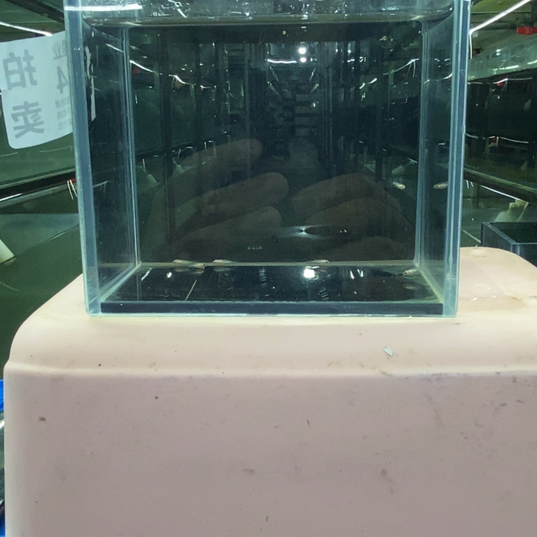 斗鱼包活不包损所见即所得154