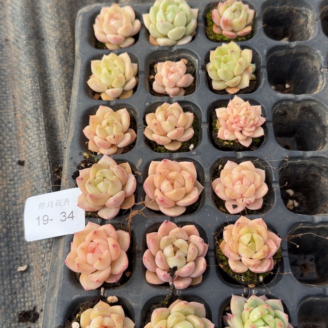 19-34珍妮带颜色十八颗带穴盘发货量拍