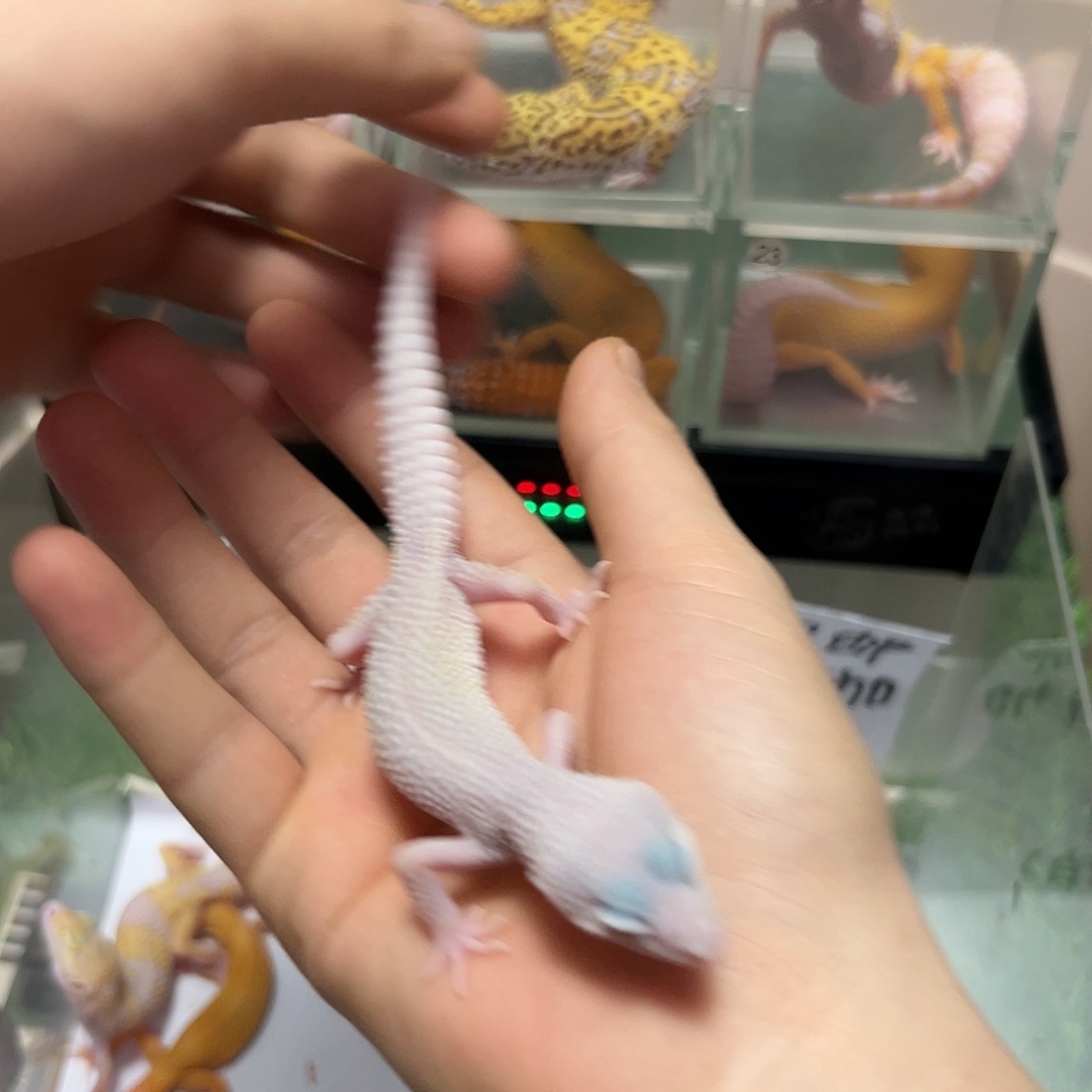 豹纹守宫豹纹守宫