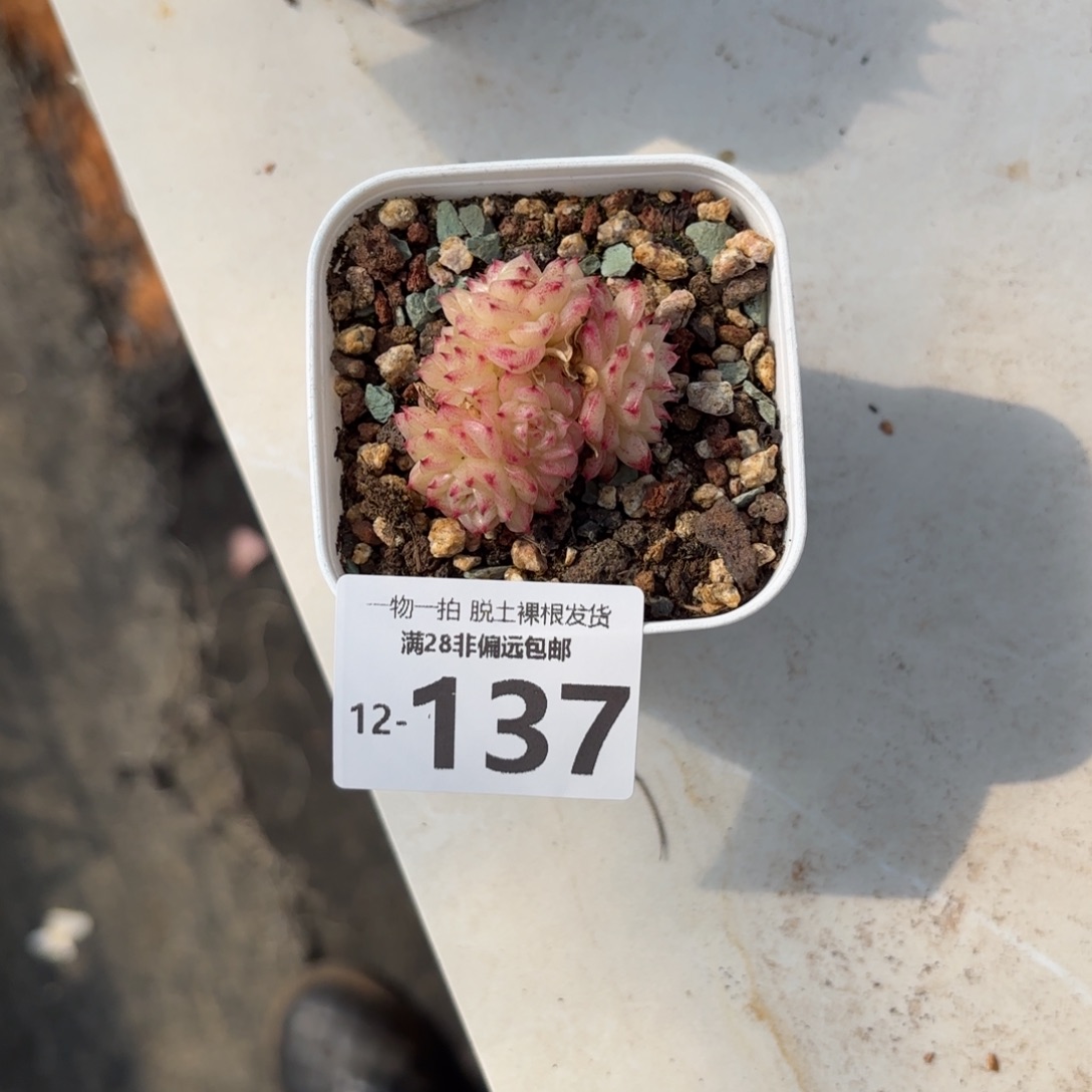 小脸麦多肉多肉多