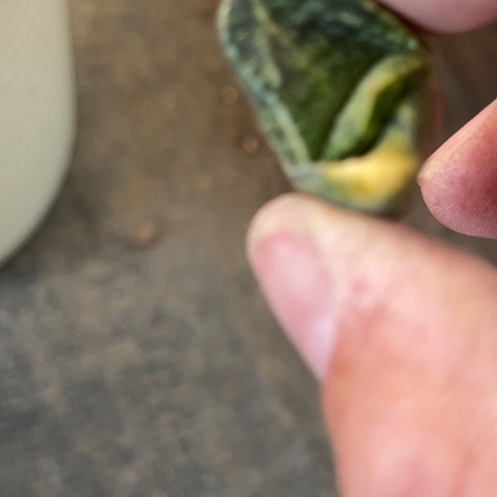 冰*侧芽11111111111