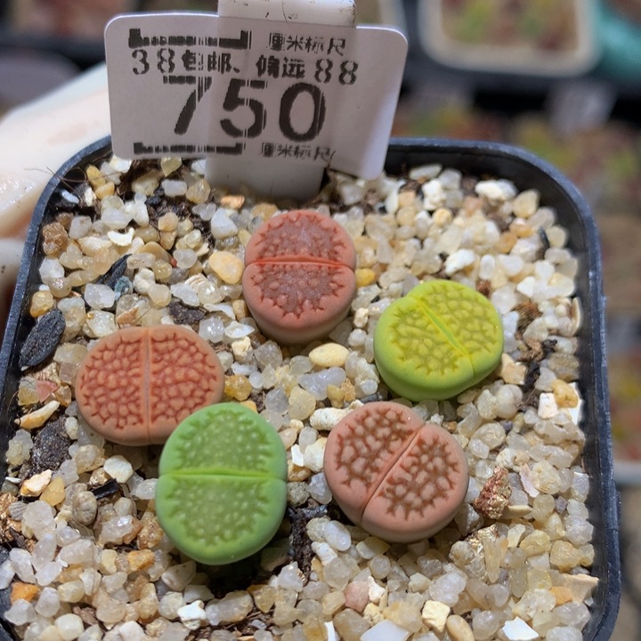 Sss精品生石花750