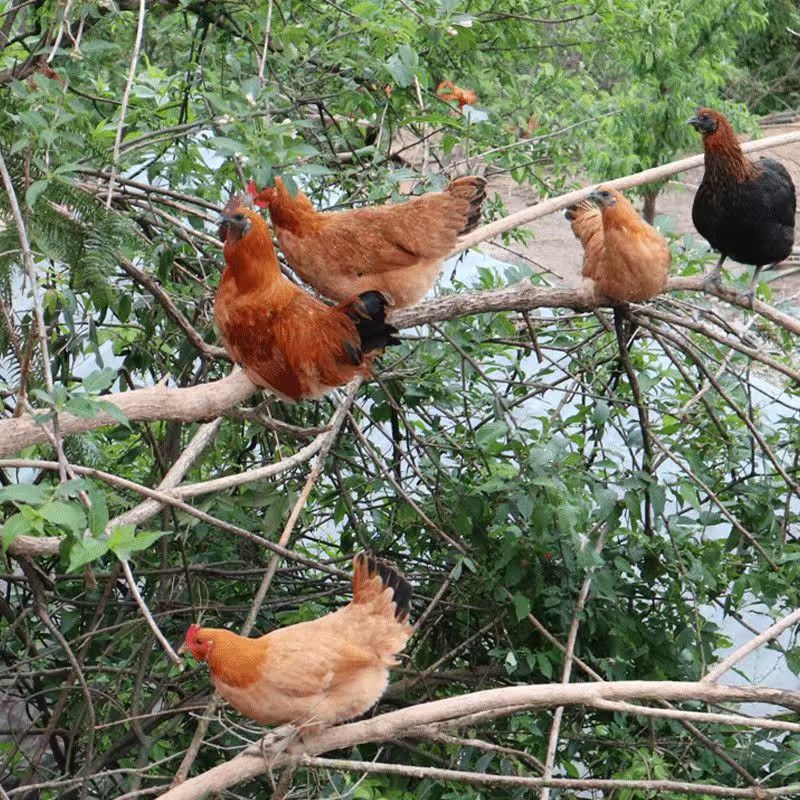 湖南农家自养新鲜土鸡顺丰发货现宰现发净重月子孕妇滋补鸡汤整鸡
