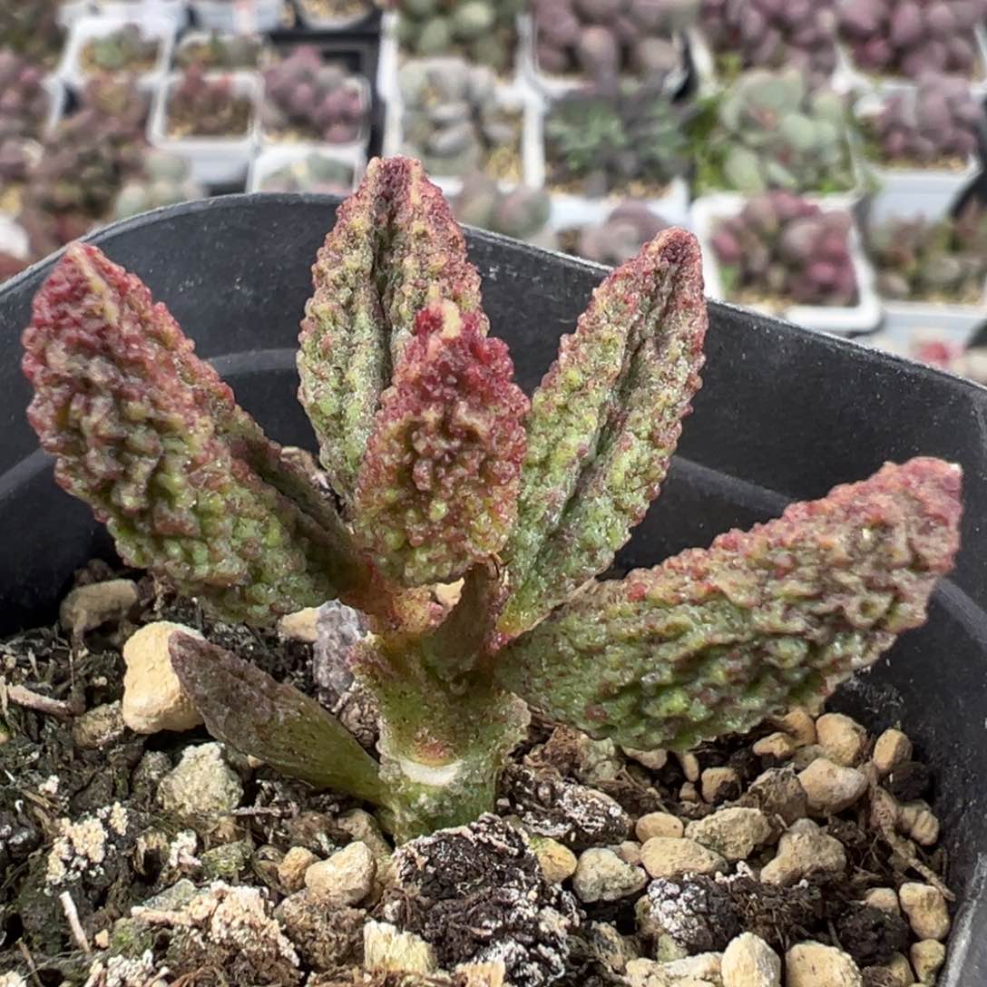 实生新品单头纯木质桩多肉植物