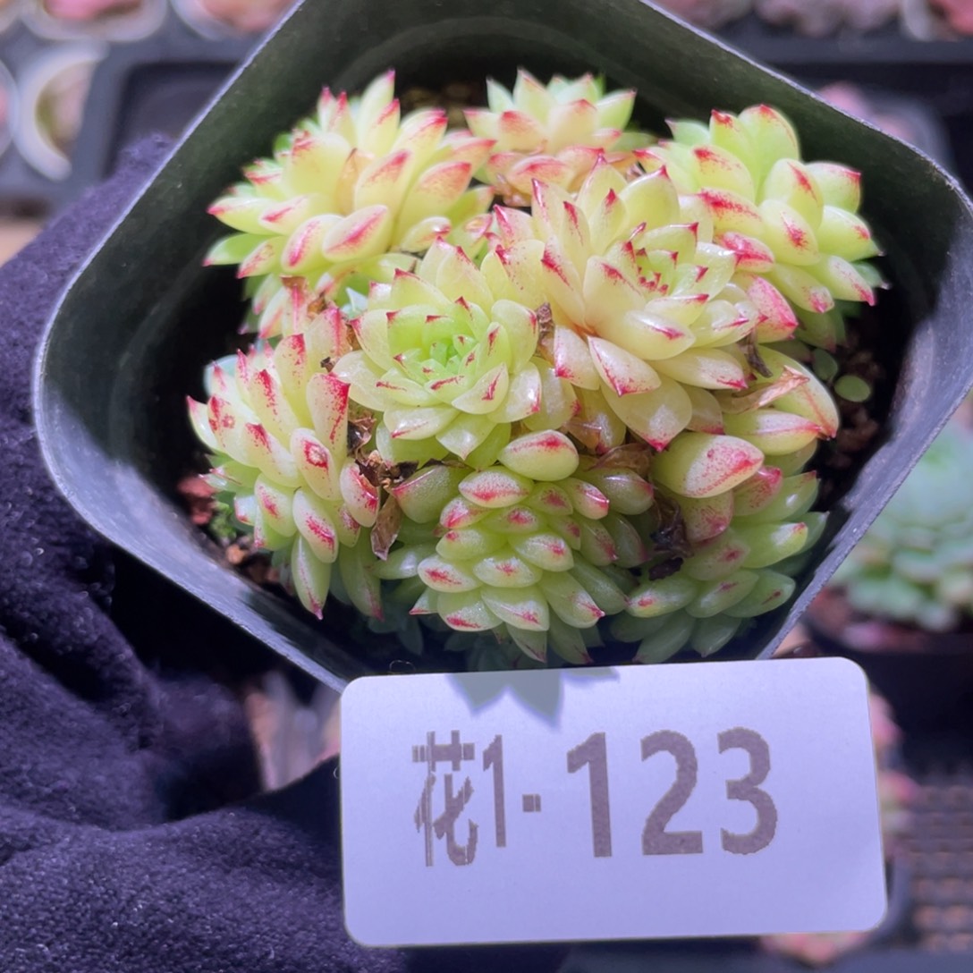 花利美1-123麦秆群