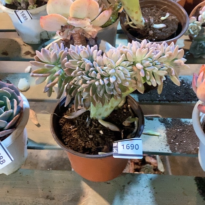 【闪购商品】淡雪缀1690