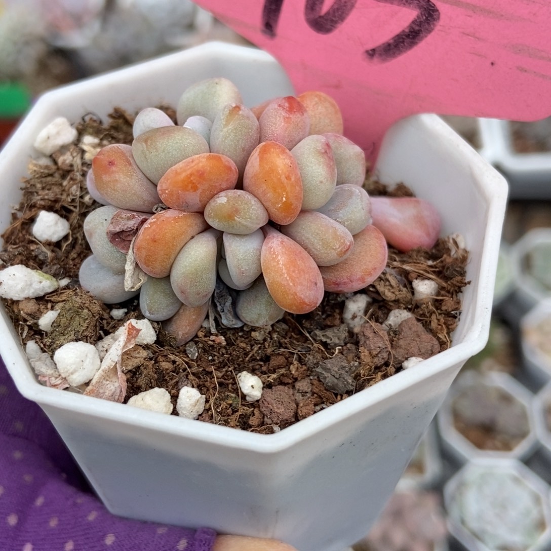 763粉兔多肉植物多肉