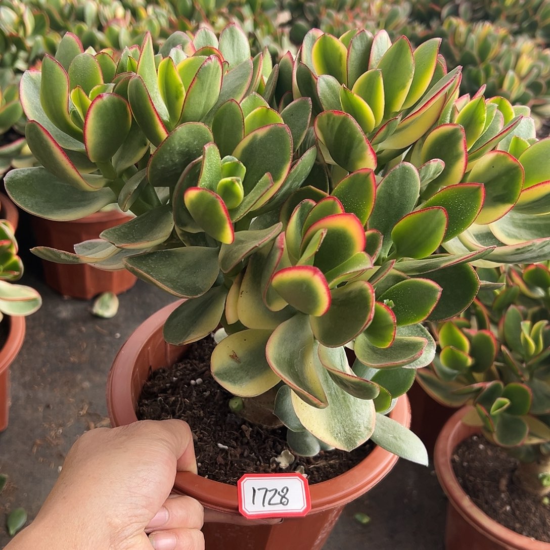 静***绣稀有新花月锦带土球发货1728