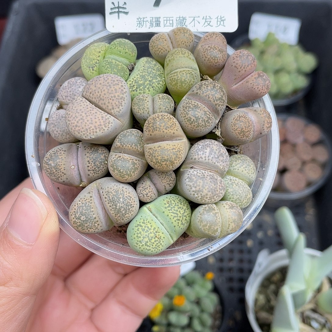 070000花花花花花花