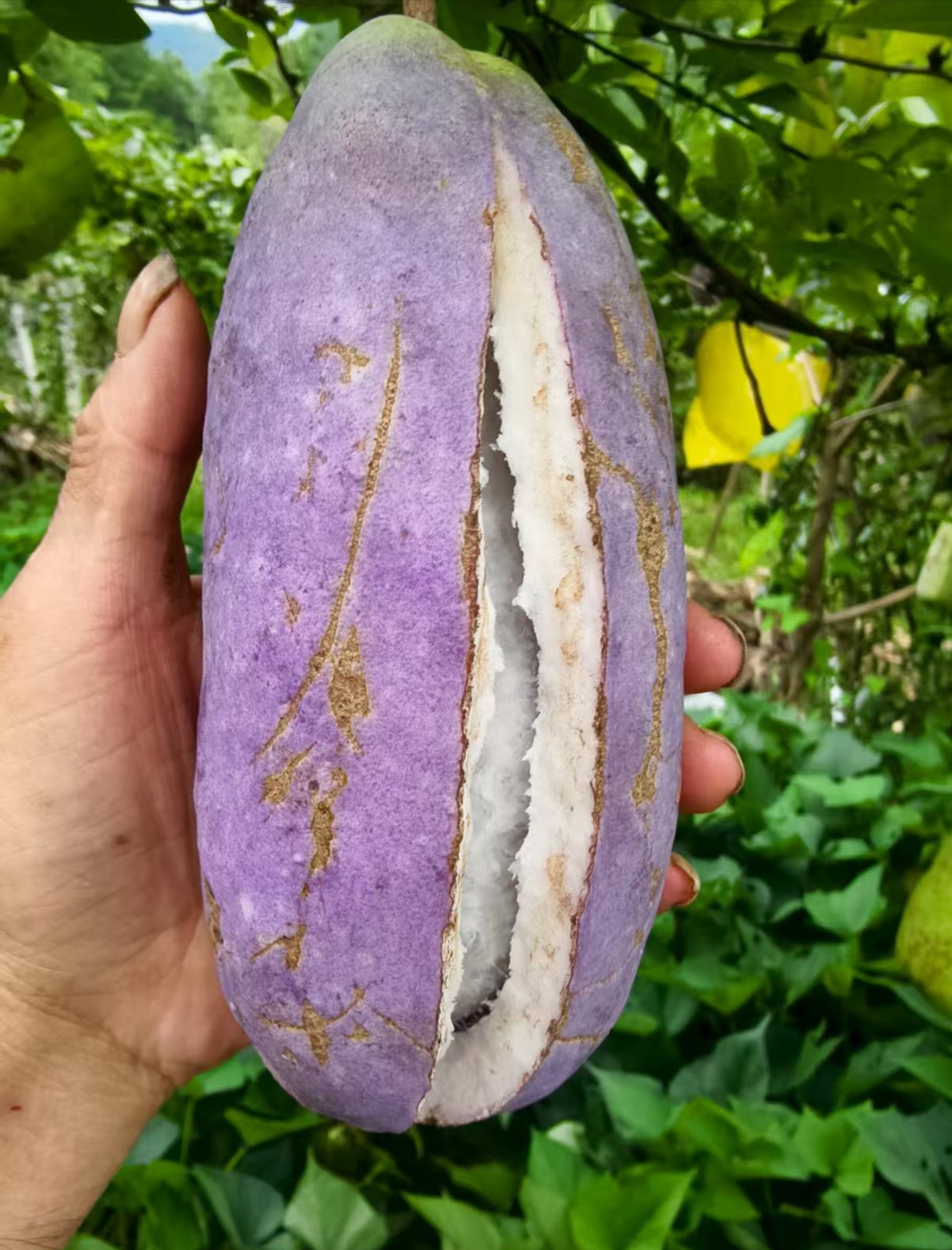 八月瓜新鲜现摘当季水果香甜软糯