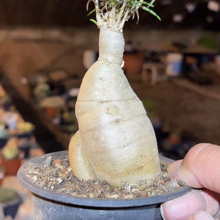 满38包邮2天凑单，脱土晾根发货多肉植物柳叶麒麟