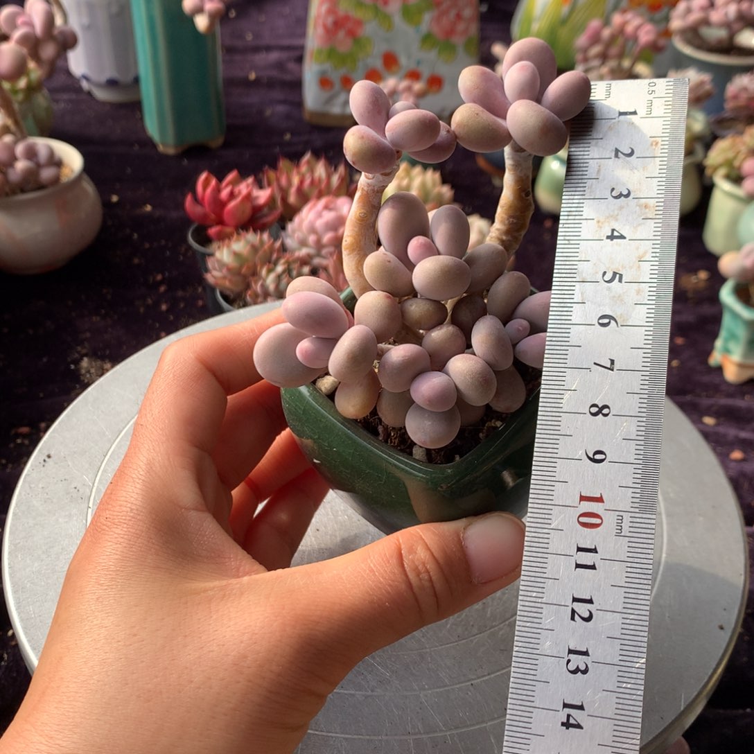 2号带盆偏远地区不包邮的