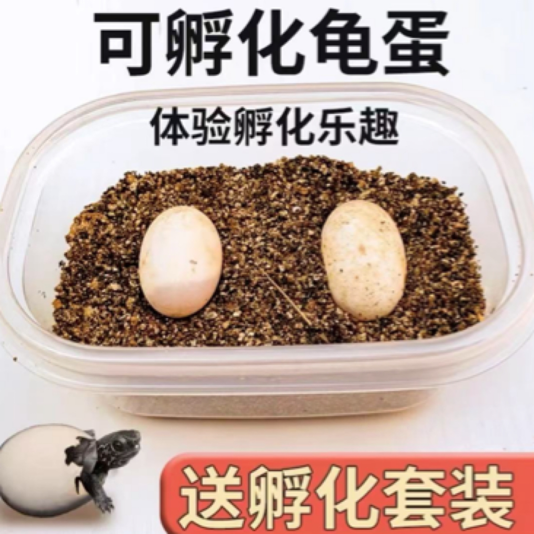 可孵化乌龟蛋探索生命奇迹适合养的乌龟