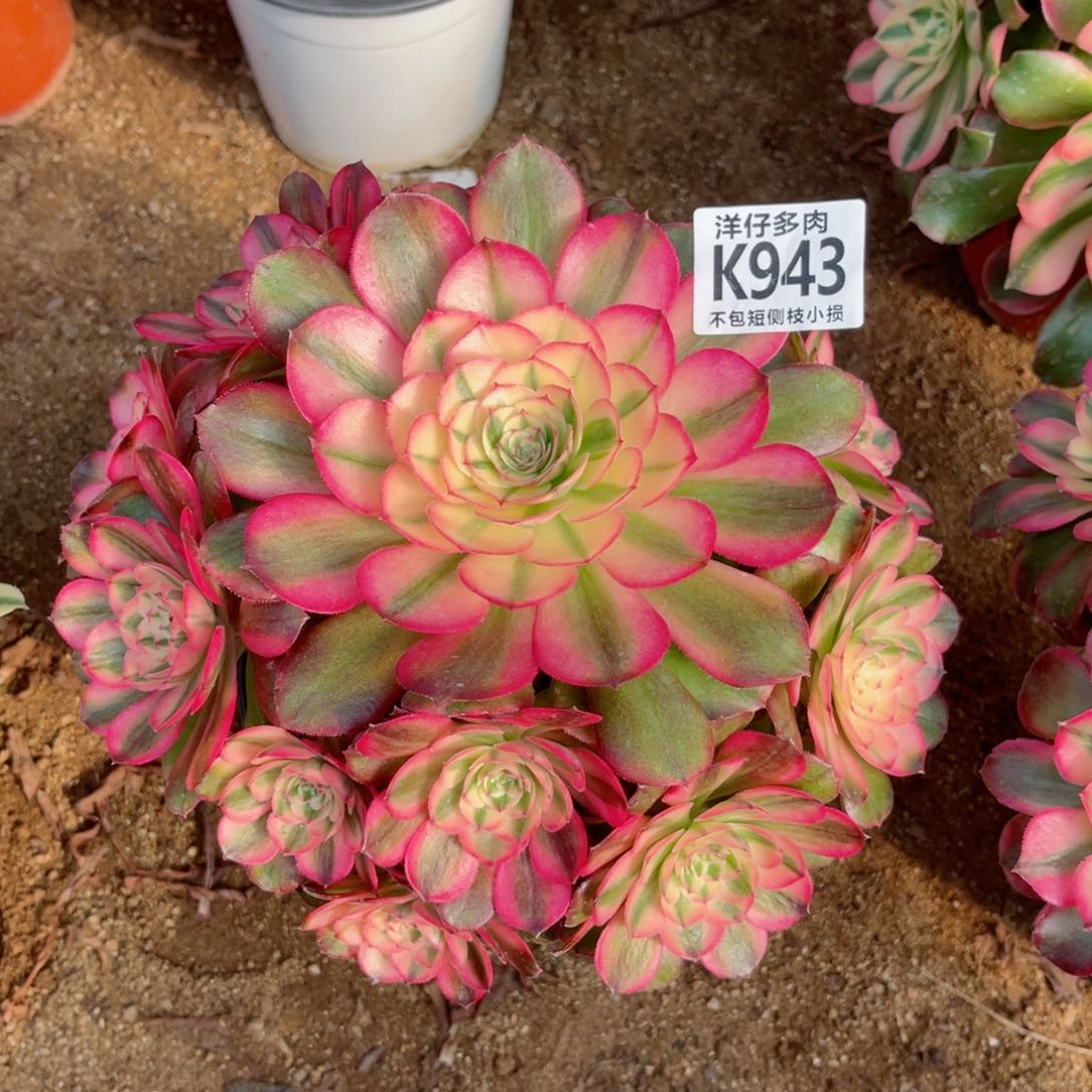 943荔枝 冠幅22左右