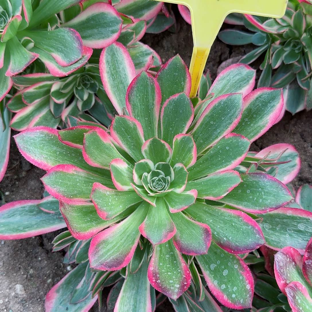 2-541--女郎多头多肉