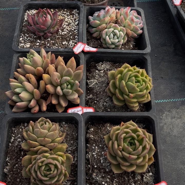 y****?鹿角惊鸿白玫瑰桃花源冰玉