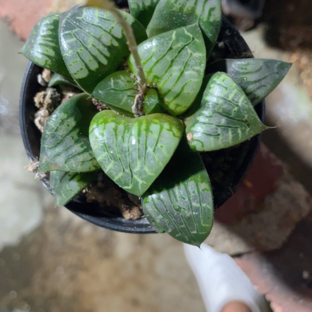 王***茂巨大化画皮寿。       
