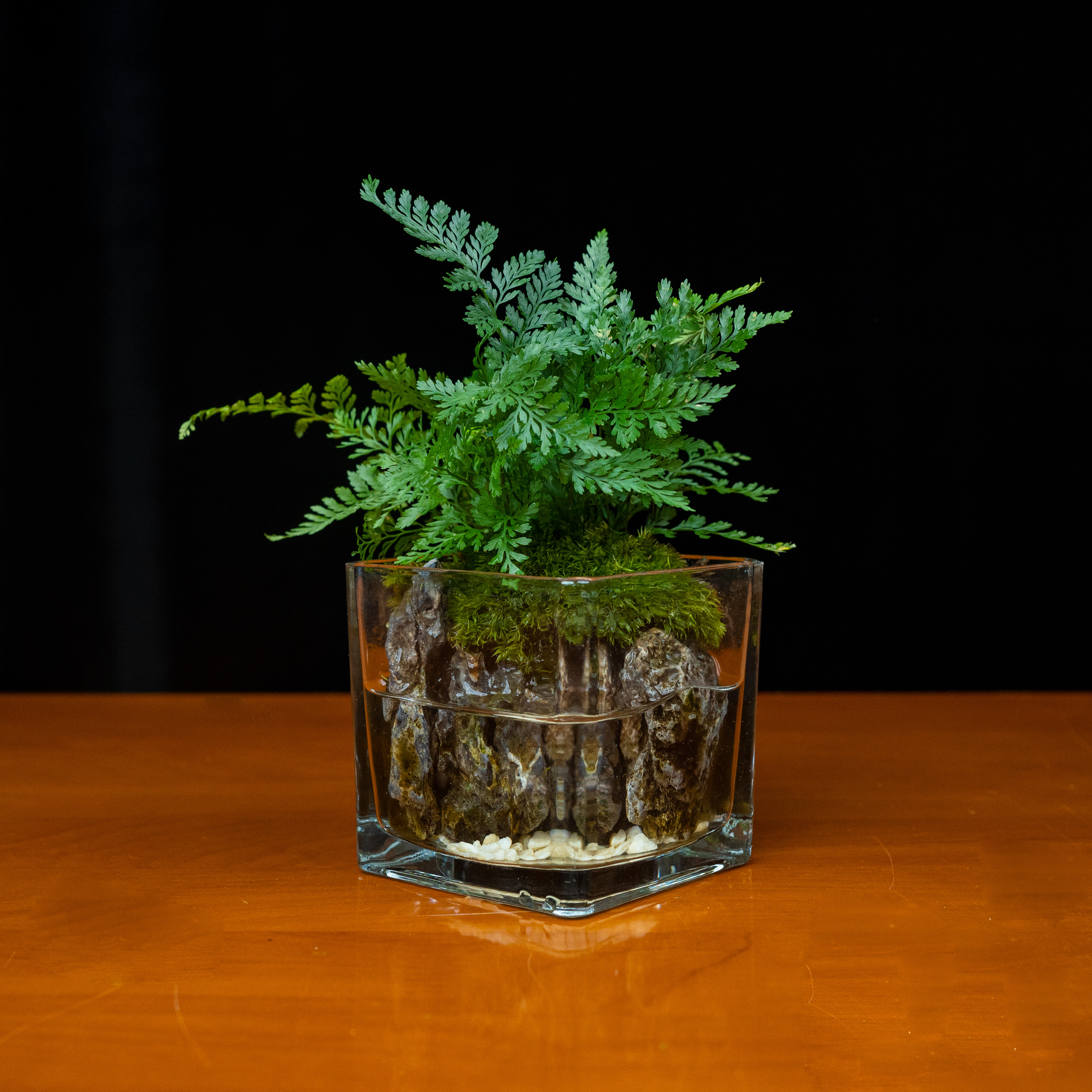 小尾巴-狼尾蕨成品创意绿植尺寸8*8cm