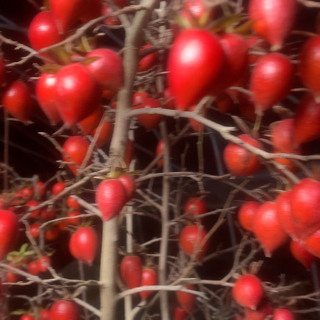 无花朵老鸦的眼睛