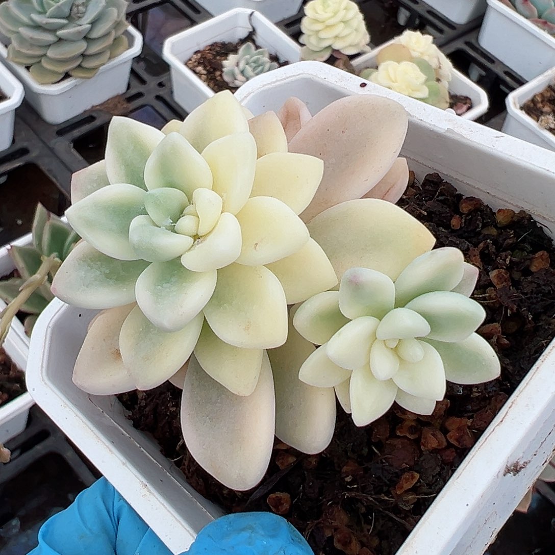 雪酪蛋糕锦，多肉植物