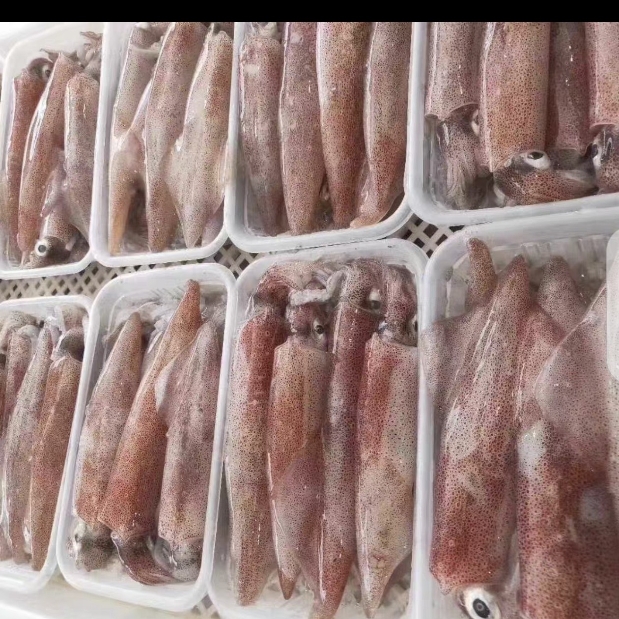 新鲜灯光鱿直播间现称现拍