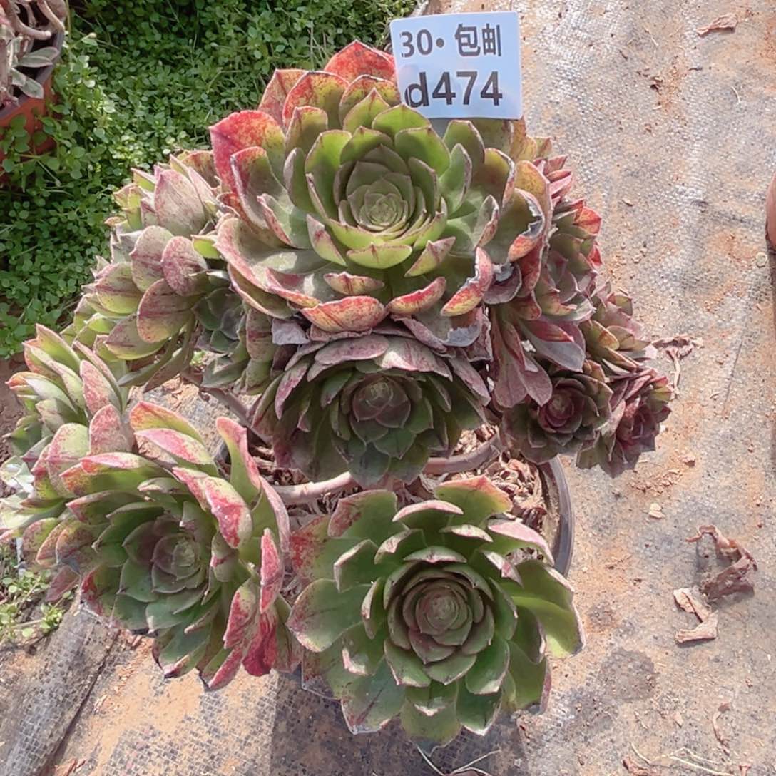 474万拉丝多肉法师