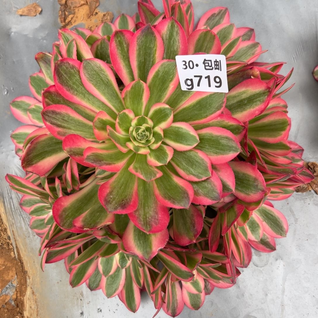 719女巫多肉法师