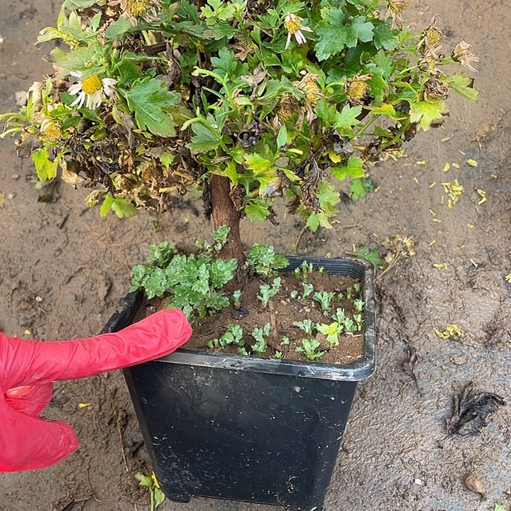 琳***恩完全开放25菊花菊花菊花菊花家