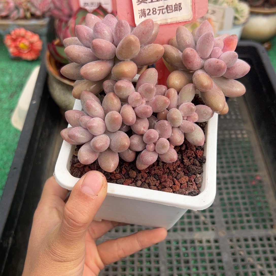 表妹精品多肉植物110.
