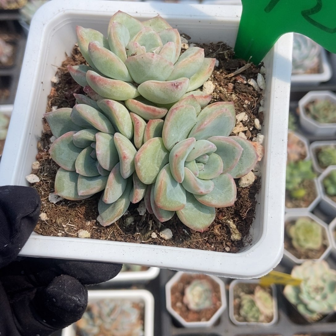 772泡芙多肉植物