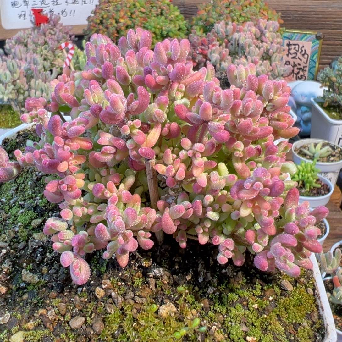 28-351红宝石锦+全锦头+拉丝锦十方盆