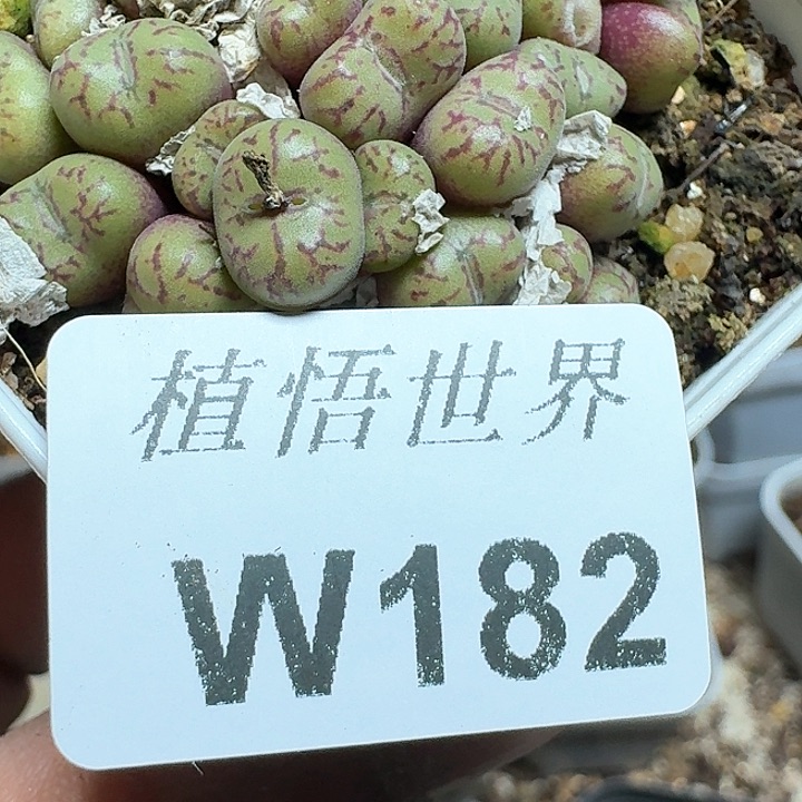 182号多肉植物提取f g