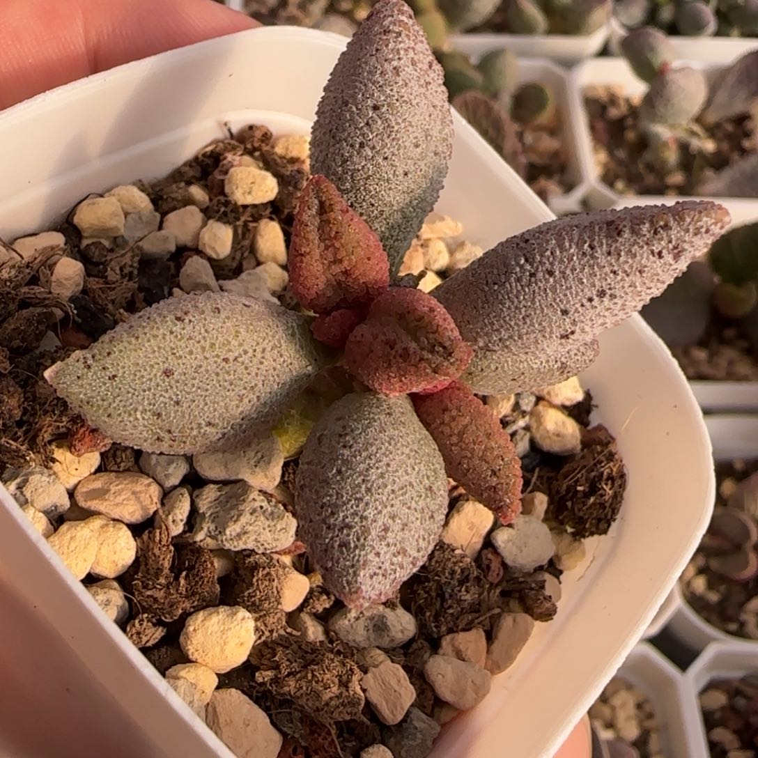 黑点哈默杂多肉水泡