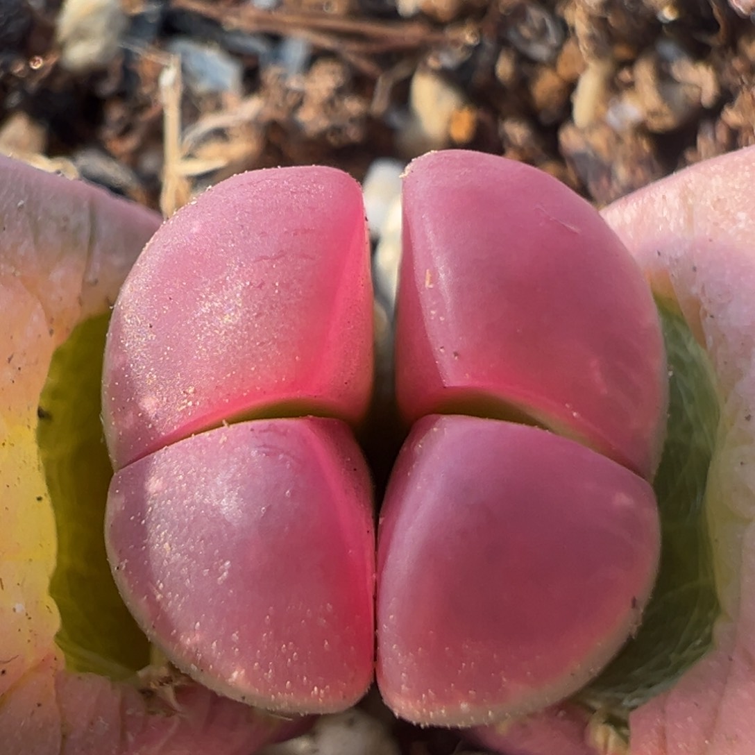 59多肉植物百科知识